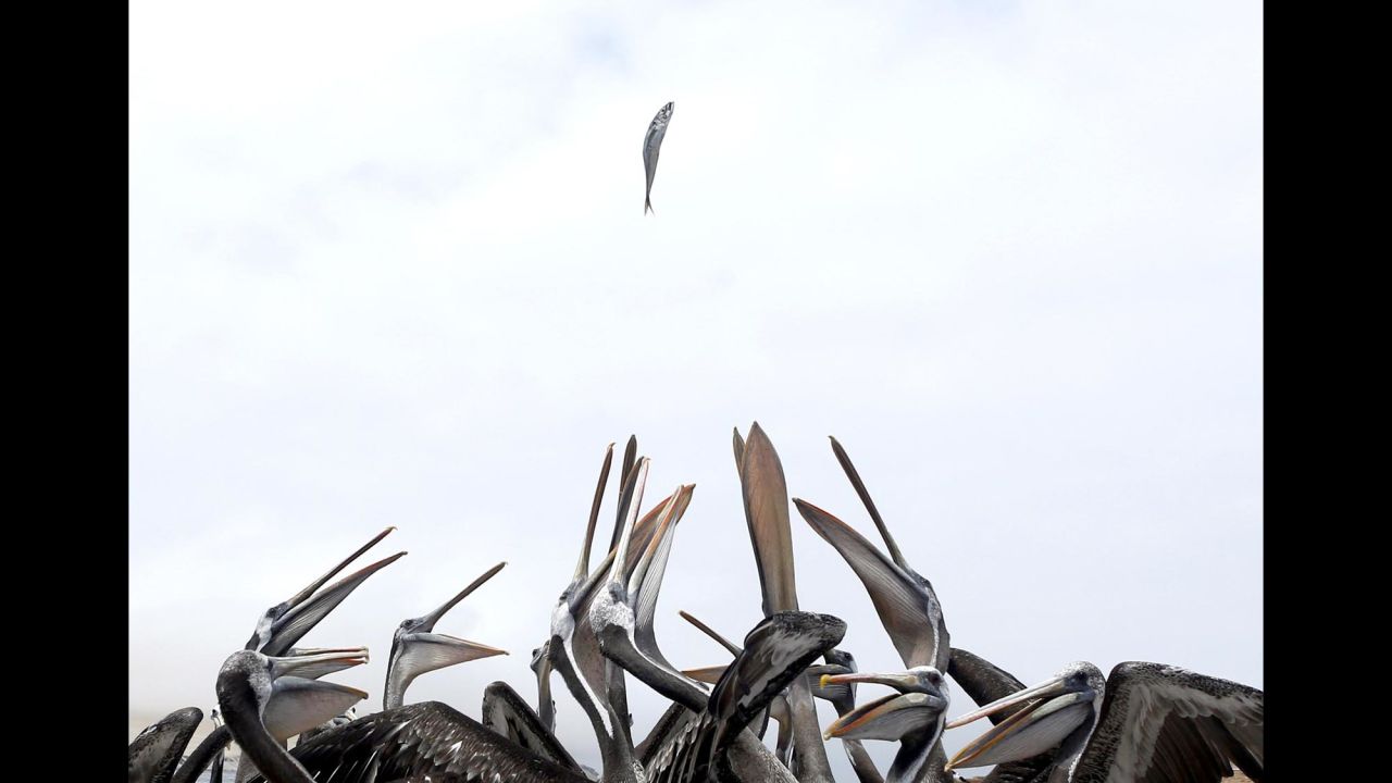 Pelicans on a pier try to catch a fish thrown by a fisherman Sunday, March 15, at the Paracas National Reserve in Ica, Peru.