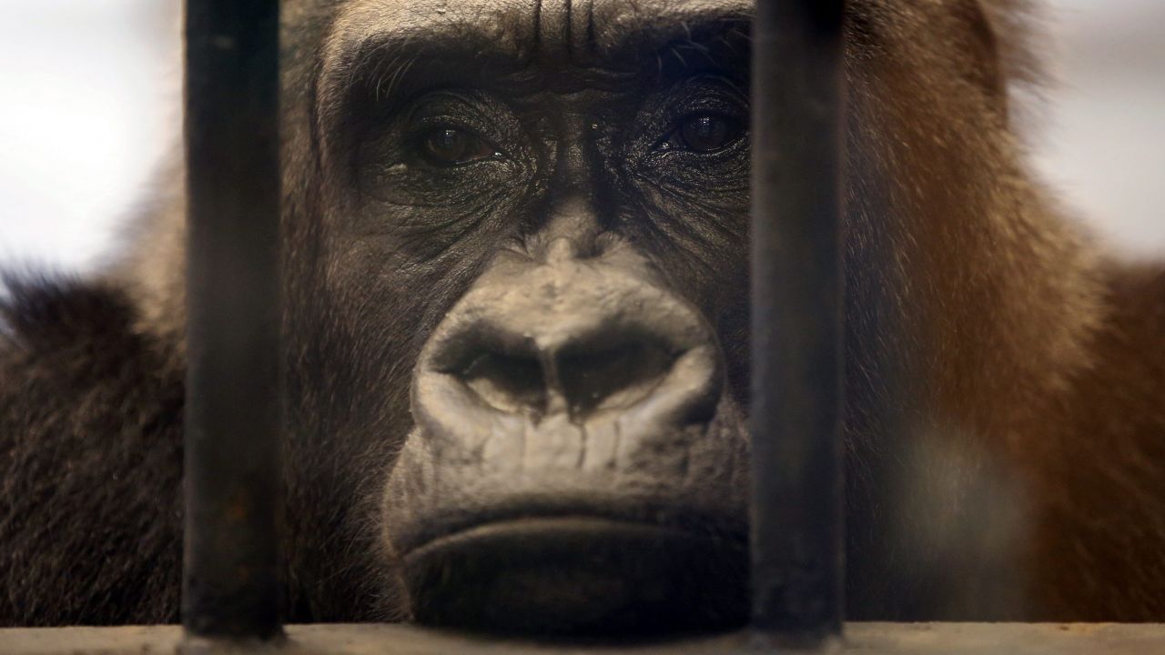 A gorilla named Bua Noi ("Little Lotus") looks through the bars of her cage at the Pata Zoo, which is situated on the top floor of a shopping center in Bangkok, Thailand, on Tuesday, March 17. Her confinement has sparked protests by animal rights activists who say she needs better living conditions.