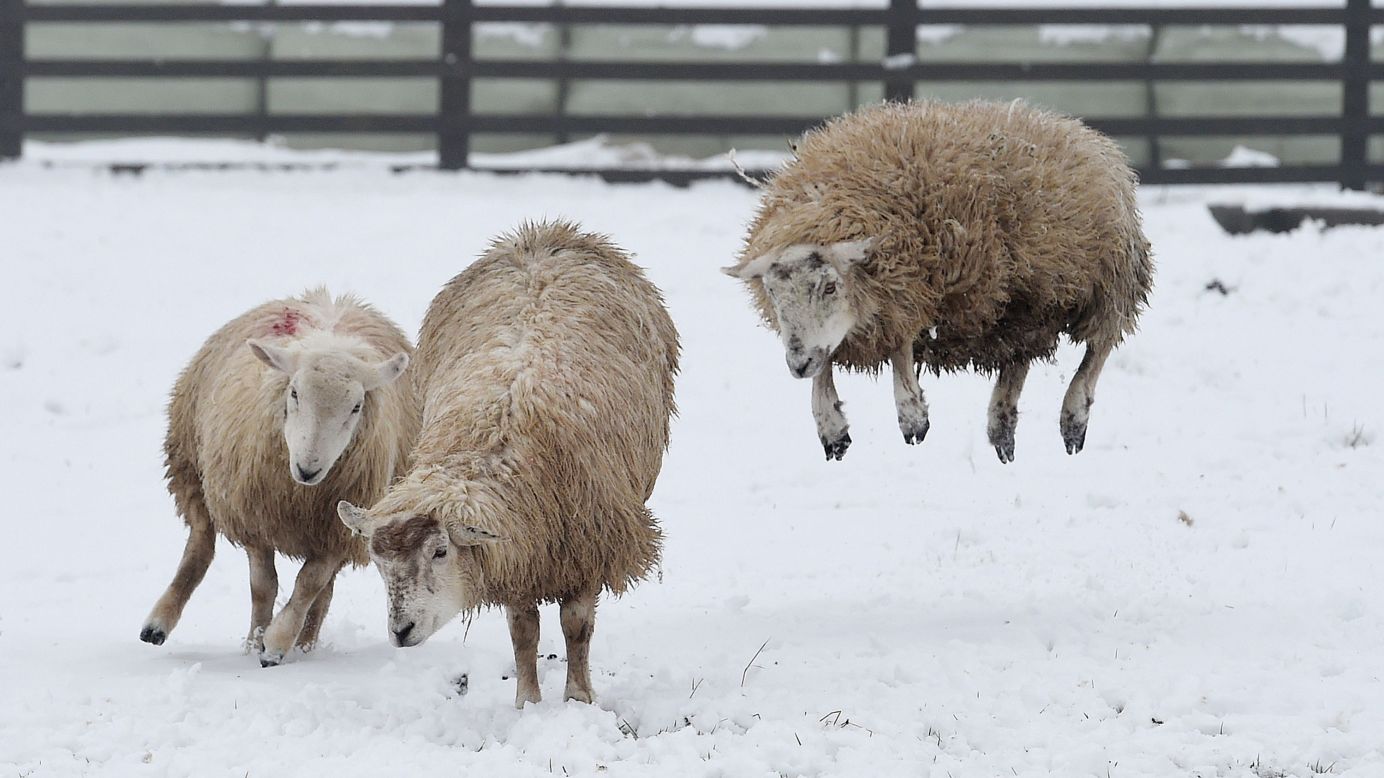 Sheep jump through snow near Castleside, England, on Friday, March 13.