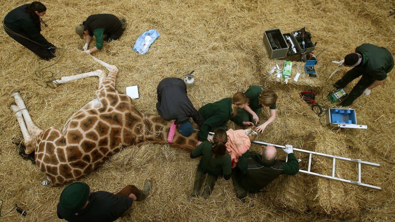 Staff members at the Blair Drummond Safari Park perform dental work on Kelly the giraffe Wednesday, March 18, in Stirling, Scotland.
