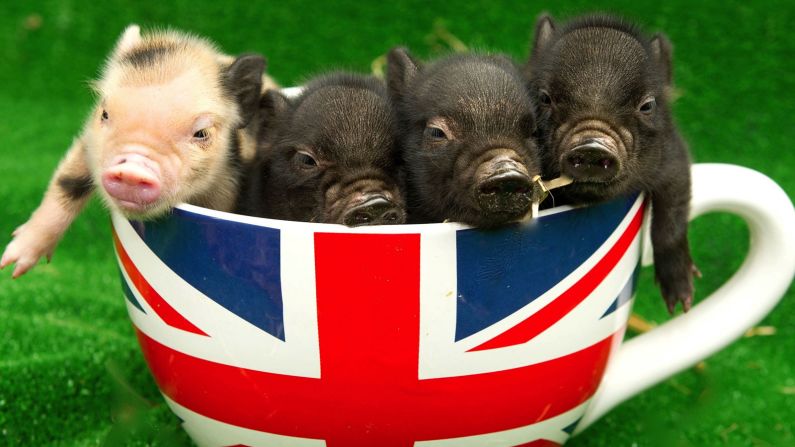 Miniature pigs are also known as teacup pigs because when young they can fit into teacups. At birth they typically weigh about 250 grams. Potential owners should be warned, the pigs don't stay small for long. As adults they can reach nearly 30 kilograms, 