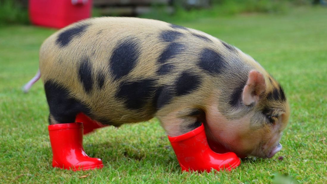 Miniature pigs are said to require about the same level of care as a pet dog, although their needs are somewhat different. They require daily exercise and regular feeding. They're intelligent creatures and tend to reward caring humans with affection. 