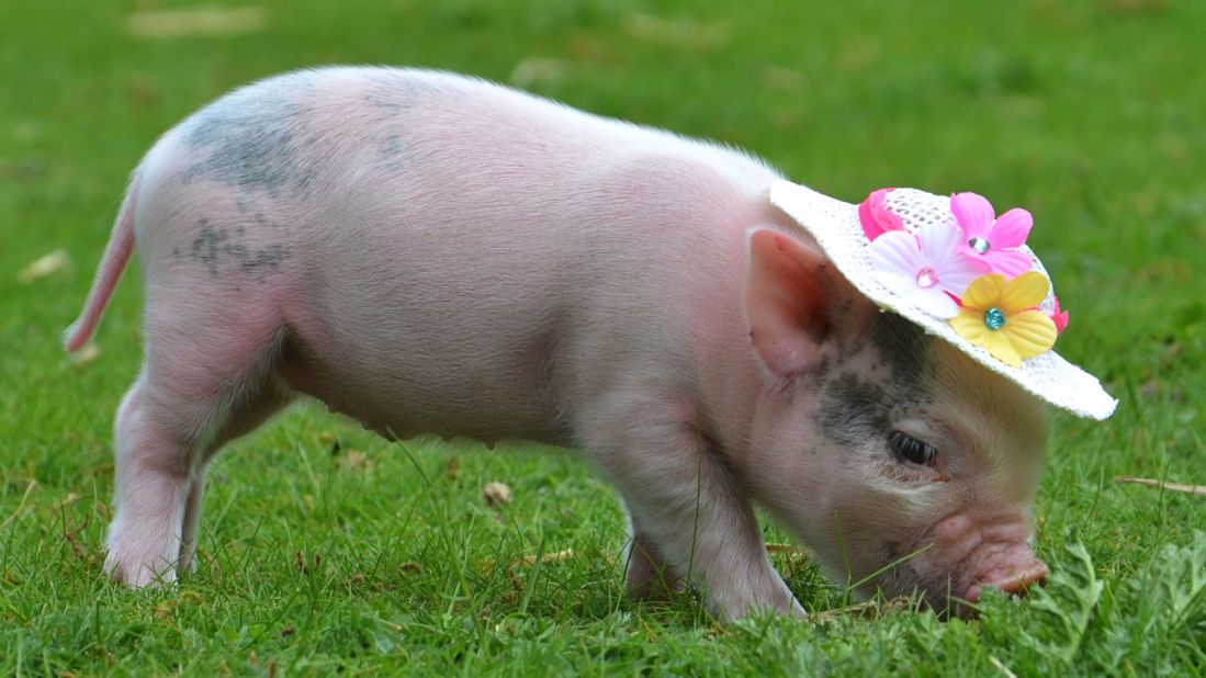 Miniature pigs have a typical lifespan of between 15 and 20 years, so owning one is a considerable commitment.