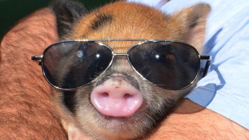 Recent years have seen sudden crazes for owning the pigs as pets, usually brought on by a celebrity being spotted with one. In 2009, Paris Hilton was pictured in "Hello!" magazine with her micro pig "Princess Piglette." Her pet has since grown to full size.