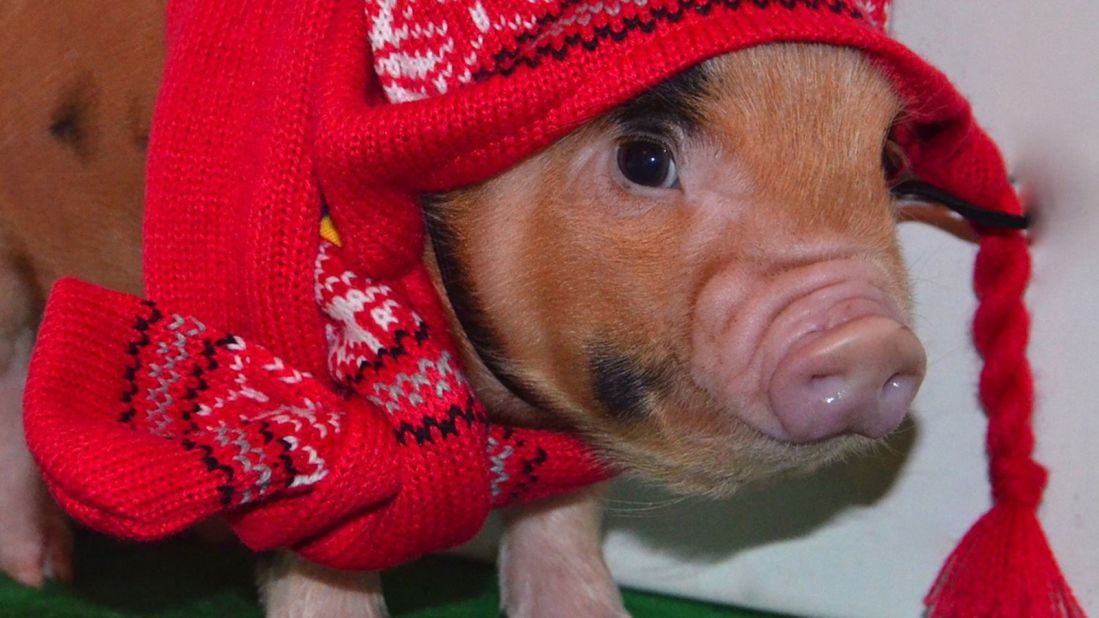 That's it. There's nothing else here. Just a gratuitous photograph of a cute pig in a hat and scarf.