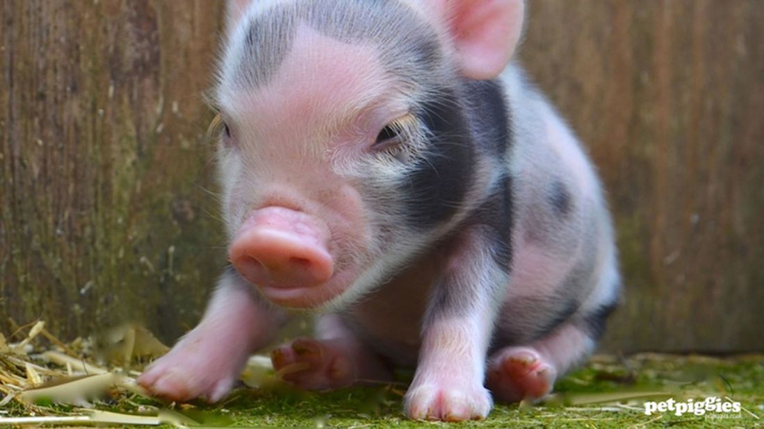They start off small and impossibly cute, but they soon get bigger. Micro pigs were bred from a mixture of several breeds, including the Gloucester Old Spot and Tamworth breeds and potbellied New Zealand Kune Kune pigs that can reach up to 90 kilograms in weight -- that's the size of a big dog. 
