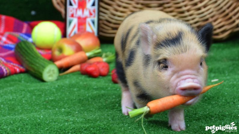 Special permission is needed to own a pet pig in some countries. In the UK, local authorities must be notified of all pig purchases to comply with farming laws. Owners also have to apply for a license to be allowed to walk the pig in public.