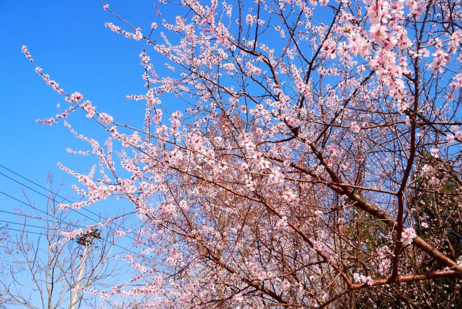 <a href="index.php?page=&url=http%3A%2F%2Fireport.cnn.com%2Fdocs%2FDOC-1227019">Cherry blossoms bloom</a> under a blue sky on March 23 in Beijing's Chaoyang Park, a rare treat for a city usually "shrouded in smog," says resident Joyce Xu.  