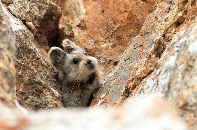 Ili pikas live on bare rocks at high elevations in the Tianshan mountain range in northwestern China.