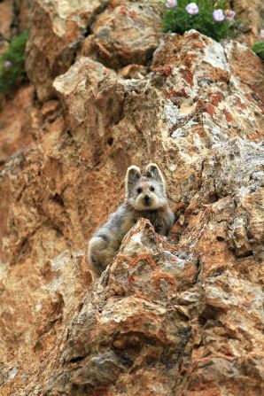 Native to the Xinjiang region of China, there are only 1,000 of these tiny, cute creatures, known as the Ili pika, left. The species was photographed for the first time in more than 20 years on July 9, 2014.