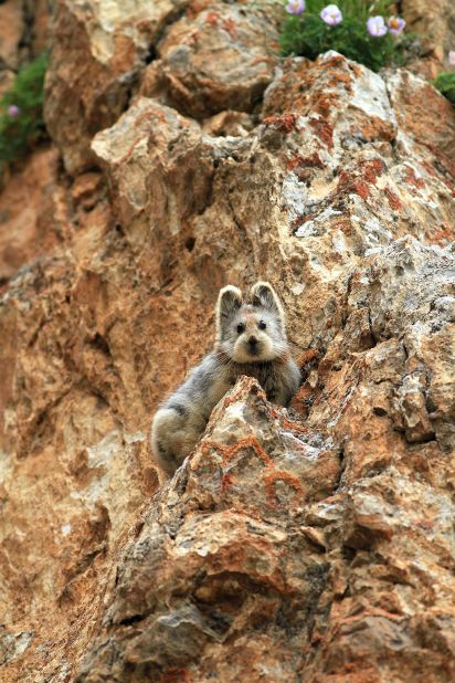 Native to the Xinjiang region of China, there are only 1,000 of these tiny, cute creatures, known as the Ili pika, left. The species was photographed for the first time in more than 20 years on July 9, 2014.