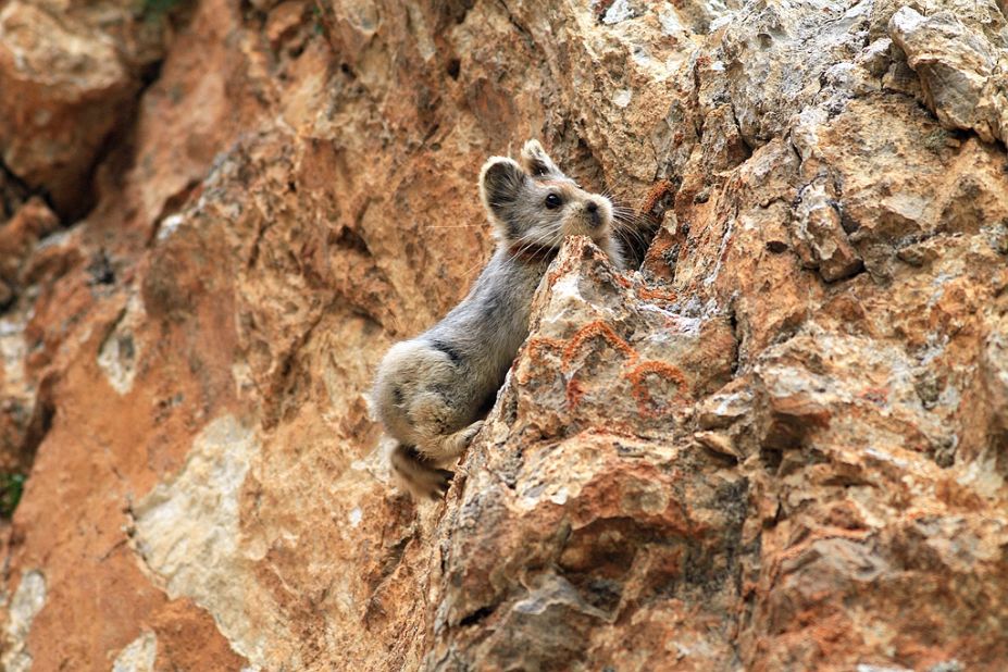 Li says the pika's habitat has been affected by global warming. Due to rising temperatures, glaciers have receded and the altitude of permanent snow has risen in the Tianshan mountains, forcing the pikas to gradually retreat further up the mountain peaks.