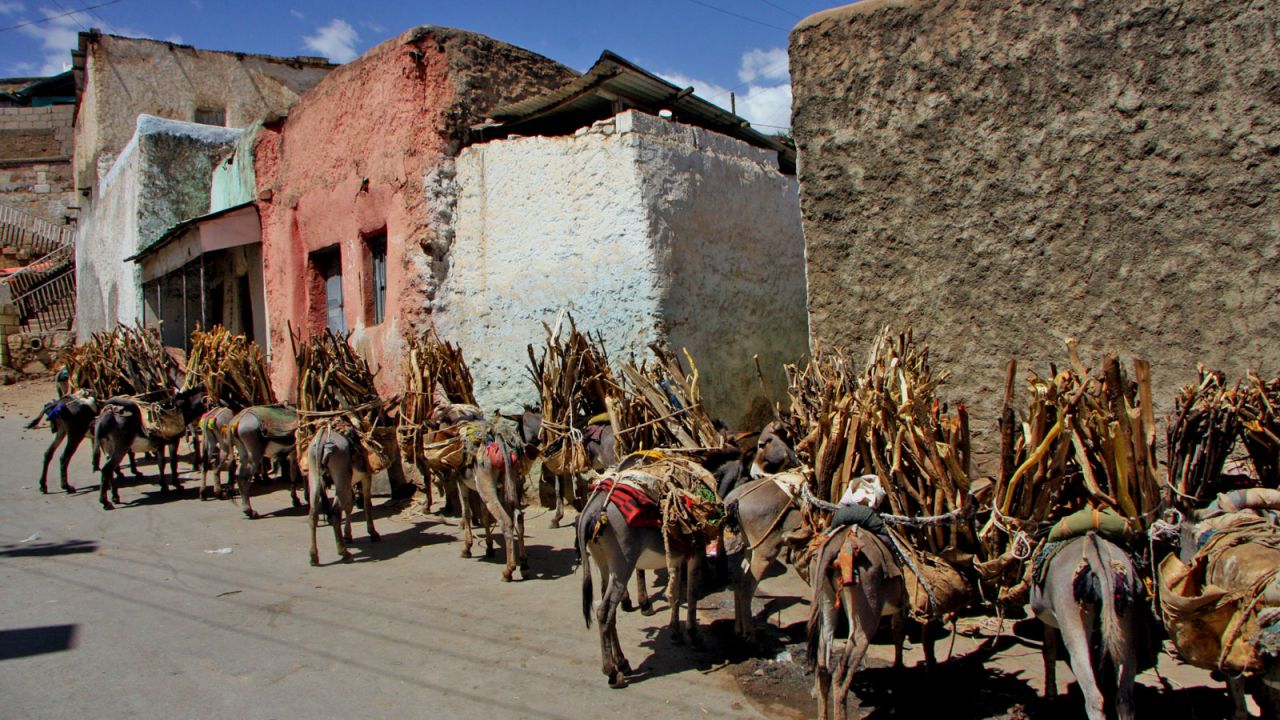 Donkeys tied up carrying loads of wood that their owners, Oromo women, hope to sell.
