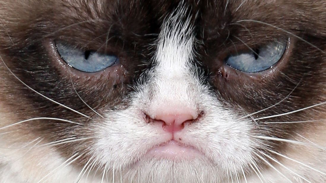 <a href="http://www.grumpycats.com/" target="_blank" target="_blank">Grumpy Cat</a>, also known as Tardar Sauce, is perhaps the most well-known cat on the Internet. Celebrities as diverse as Anderson Cooper and Jennifer Lopez have taken pictures with her.    