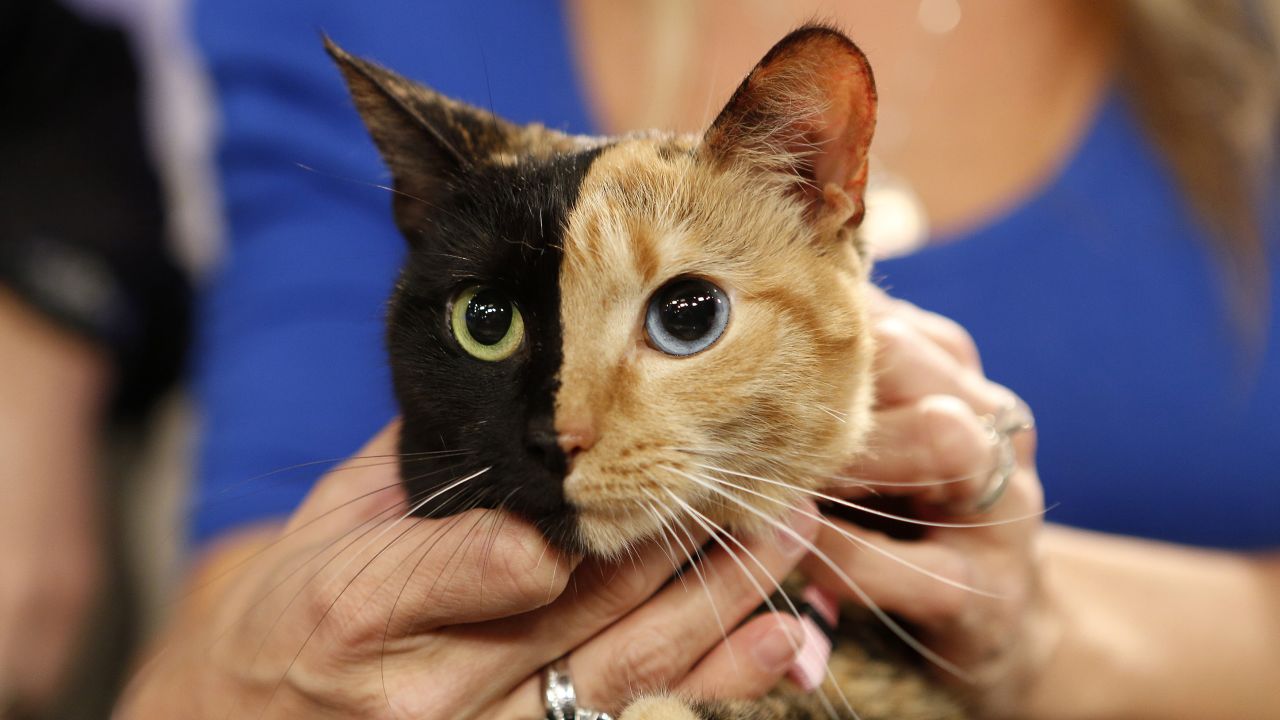<a href="http://www.newrepublic.com/article/118725/venus-chimera-cat-explained-geneticist" target="_blank" target="_blank">Venus</a>, a cat with unusual genetic traits, appeared on NBC News' "Today" show. Her face is half black, half orange. Her eyes: one blue and one green.  