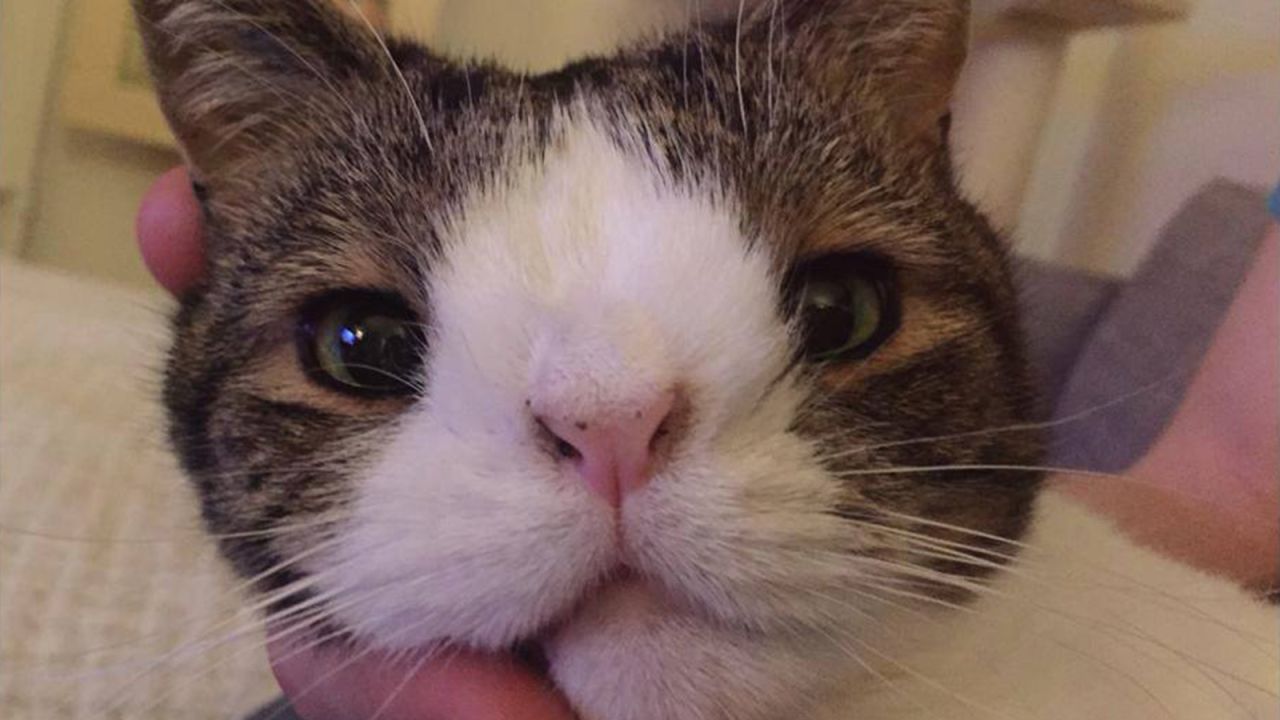 <a href="https://www.facebook.com/Montyboycat" target="_blank" target="_blank">Monty</a> is a rescue cat who was born without a nasal bridge bone. He sneezes a lot because of the birth defect, but otherwise he's quite healthy.   <br />