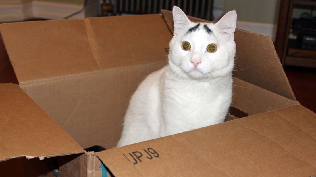 Animals With Human Faces (11 Funny Photos) - I Can Has Cheezburger?