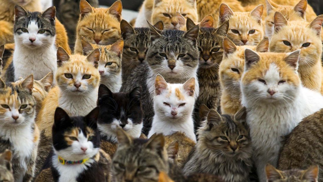 Celebrate International Cat Day With These Famous Cat Lovers And