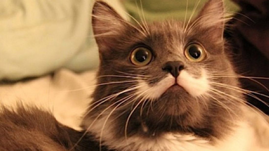 Your love of Grumpy Cat and cute cat videos is instinctive and good for you  – seriously