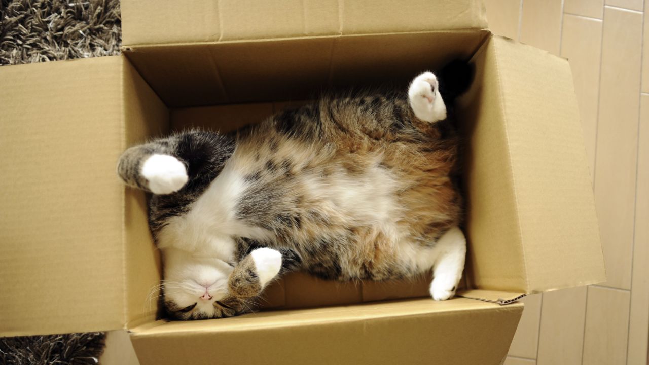 Watching cute cat videos is instinctual and good for you | CNN