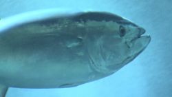 orig tokyo aquarium tuna fish deaths_00001506.jpg