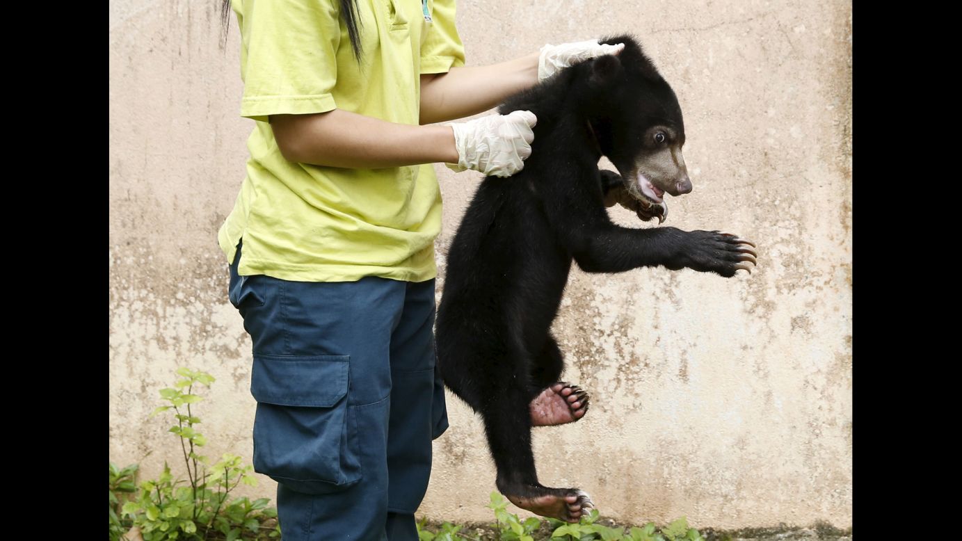 A wildlife department official holds a Malayan sun bear Tuesday, March 24, in Kuala Lumpur, Malaysia. The bear was among the animals seized by the department during an operation against illegal wildlife traders. 