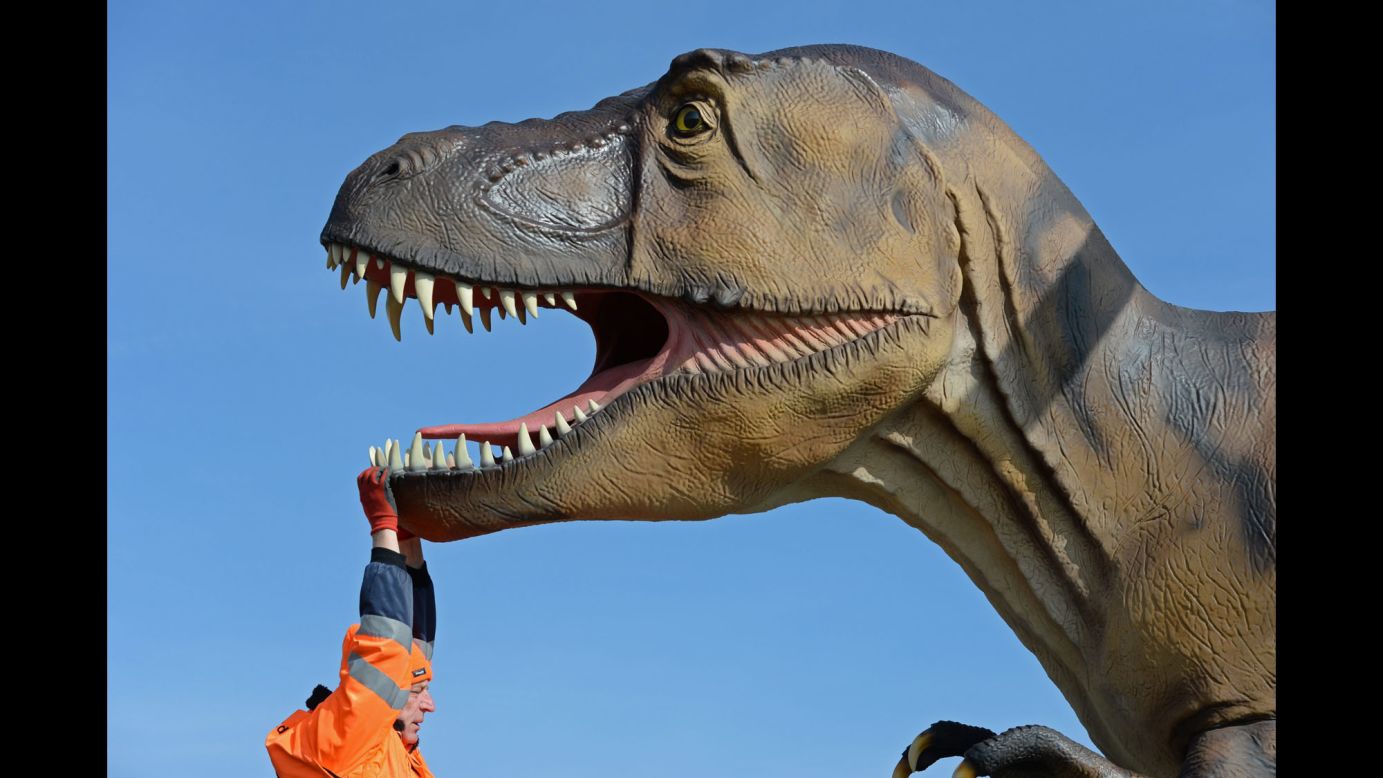 A worker pulls the lower jaw of a life-sized dinosaur exhibit Monday, March 23, at the Doeberitzer Heide nature reserve in Wustermark, Germany.