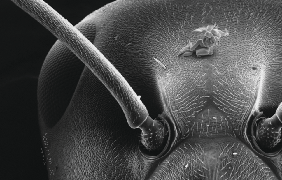 You'll Need a Microscope to See These Miniature Masterpieces, Smart News