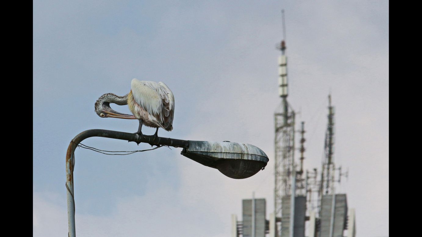 <strong>"Wildlife in the city" by Antoine Weis</strong><br />Photographer's description: The image depicts a grey pelican (Pelecanus philippensis) in front of a city skyline element. The shot was taken in January 2014 in Colombo (capital of Sri Lanka) at the end of a three-week trip through the island's national parks and rainforests. The bird stands out with a slight touch of warm color tones against (a) gray city background. The tension in the picture arises from the opposition of the bird's round shapes against the predominantly horizontal and vertical structures of the man-made structures, together with the animal's seemingly lost and seeking gaze and its "weird" posture.