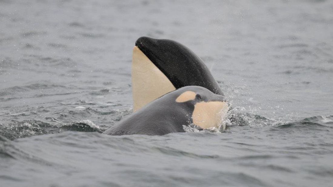 Four orcas have been born in the last three months off the coast of British Columbia. 