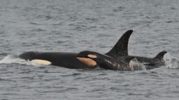 Puget Sound whale researchers confirm the local killer whale population is in the middle of a "baby boom".  4 new baby orcas in the last three months.
