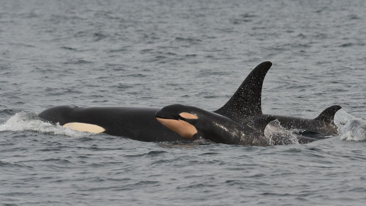 A mother and a baby killer whale pictured off Puget Sound in Washington State in 2015.