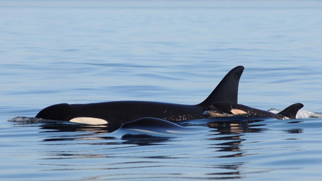 Efforts to increase the numbers of orcas have included beefing up salmon in the area. "We hope this is a sustained upswing in the population, but they are endangered and will remain endangered until we can get their population up over 100," says Ken Balcomb with The Center for Whale Research.   