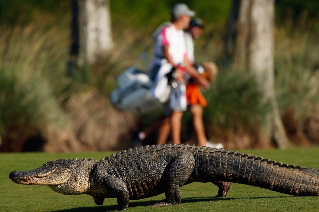 In some parts of the U.S., divers have the added danger of alligators, such as this one at the Zurich Classic of New Orleans. 