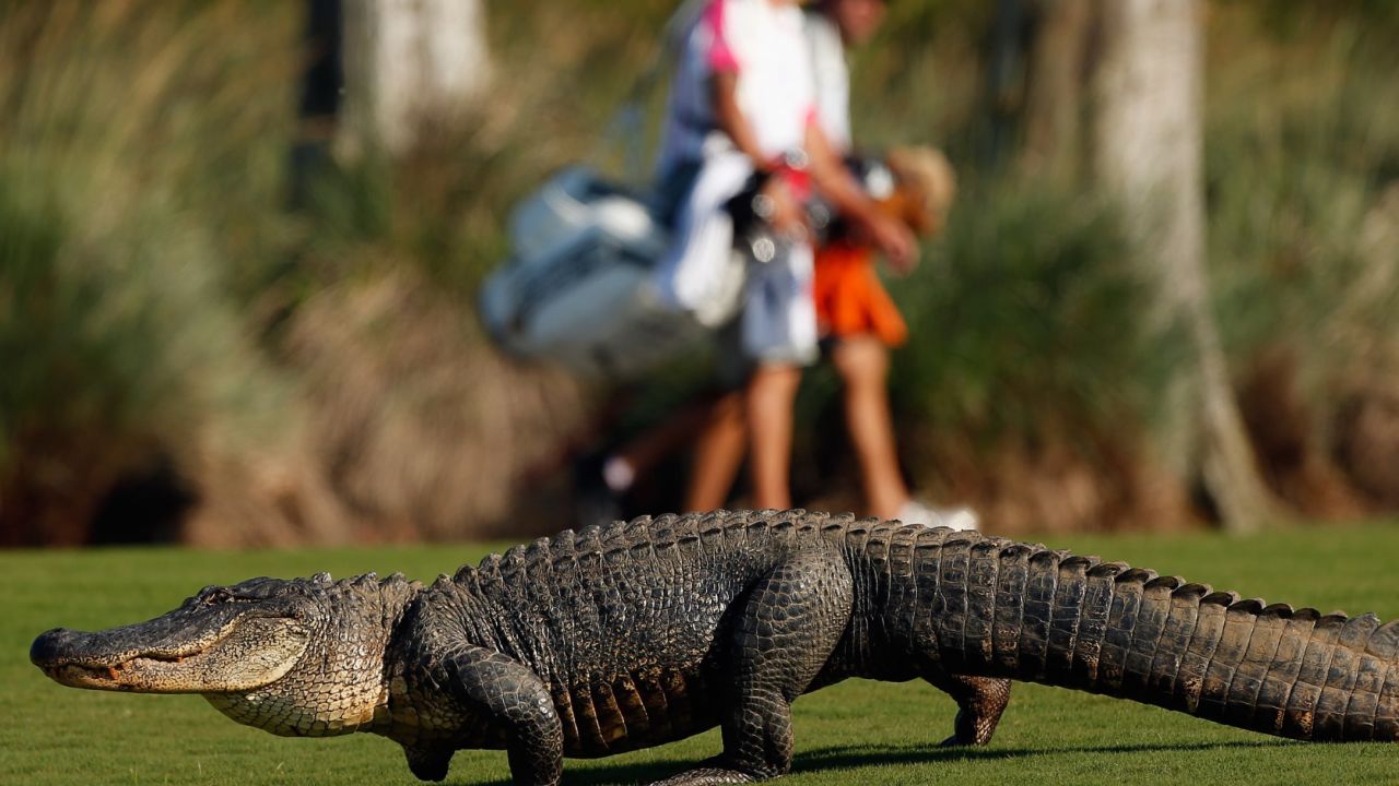 In some parts of the U.S., divers have the added danger of alligators, such as this one at the Zurich Classic of New Orleans.