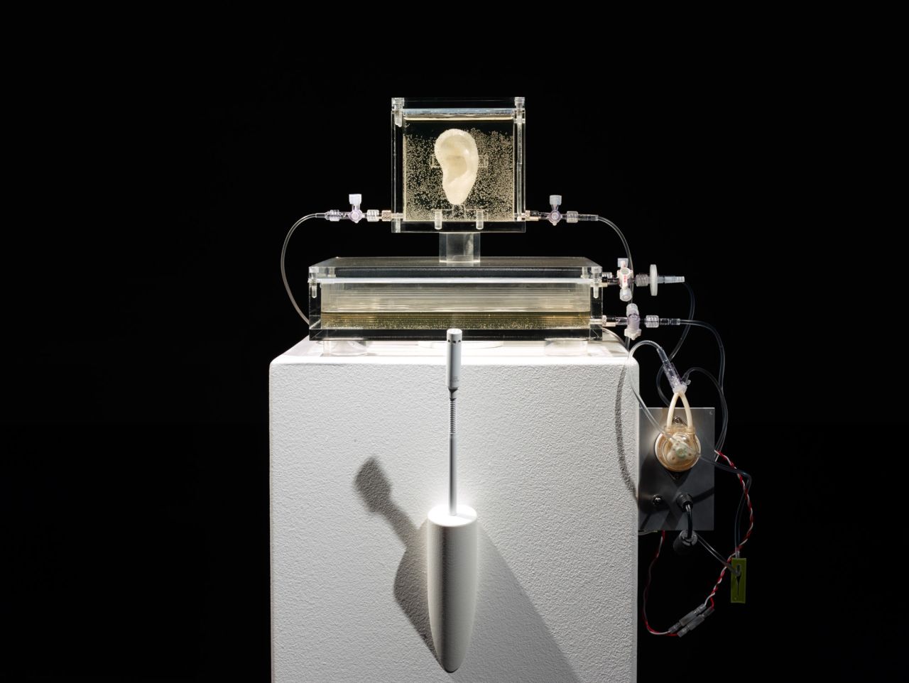 Not satisfied with this ungodly Frankenstein-esque feat of resurrection, Strebe allowed visitor's to talk to the ear, through a microphone which is connected to software which produces simulated nerve impulses to mimic the response of the the dead artist's auditory nerve.