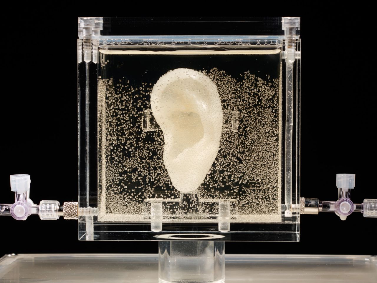 This is Van Gogh's left ear. The one he famously chopped off. Kind of. Artist <a href="http://diemutstrebe.altervista.org/" target="_blank" target="_blank">Diemut Strebe</a> worked with stem cell scientists -- including the creator of the controversial "<a href="http://en.wikipedia.org/wiki/Vacanti_mouse" target="_blank" target="_blank">ear mouse</a>" -- to grow the cartilage over the period of a year in a bioreactor, using tissue donated by a living relative of the tortured Dutch painter.