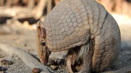 armadillo