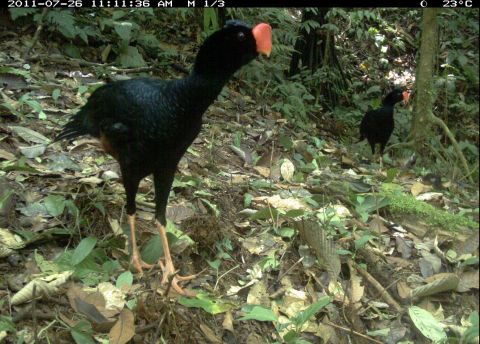 Ground-dwelling birds such as this razor-billed curassow were found to be particularly highly attuned to tremors. 