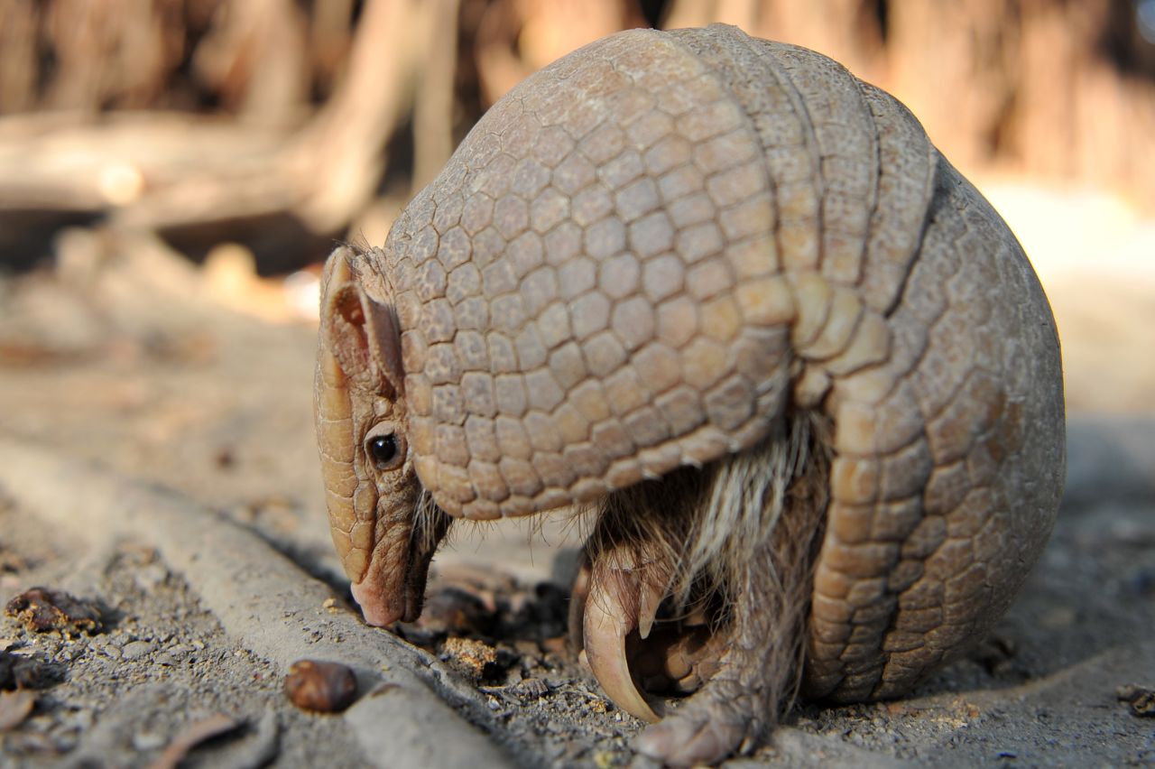 Researchers said that armadillos were among the first animals to reappear after a quake. "It was almost as if they were coming out of hiding," said team leader Dr Rachel Grant.