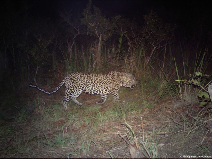 A lot of protected species disappeared from Gabon in the '90s, including the African wild dog, spotted hyenas and, eventually lions. Footage from the study has captured more species in recent months.