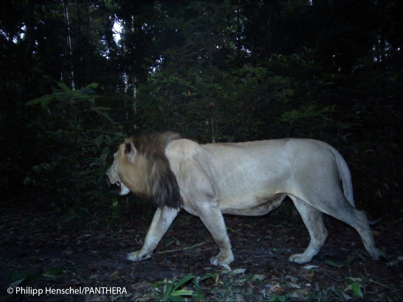 The first lion in 20 years has been spotted in the West African nation of Gabon. The species had previously been declared 'locally extinct.' Scientists say it is likely he is in search of a mate.