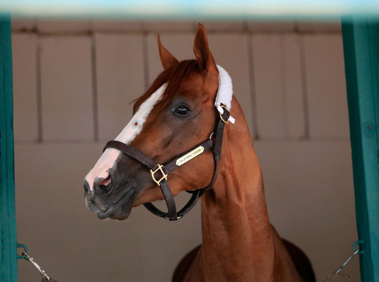 Last year California Chrome won the Preakness Stakes, but the horse's bid to win the Triple Crown came unstuck in the Belmont Stakes.