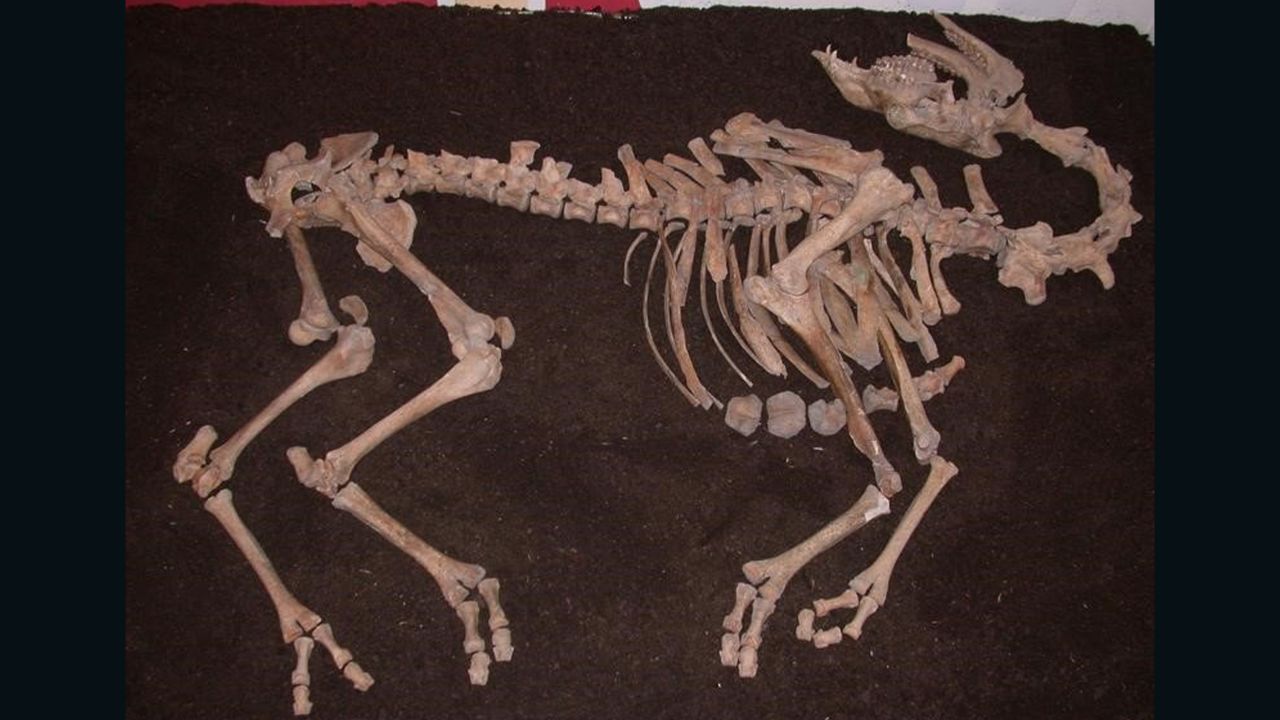 DNA research revealed that the camel had been a hybrid breed, the report said.