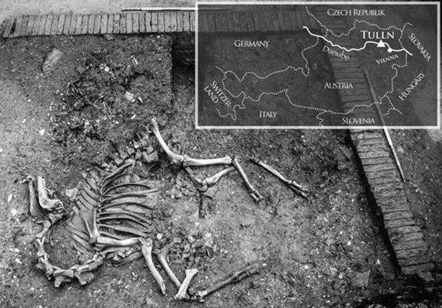 Las excavaciones en la ciudad austriaca de Tulln revelaron un esqueleto de camello del siglo XVII.