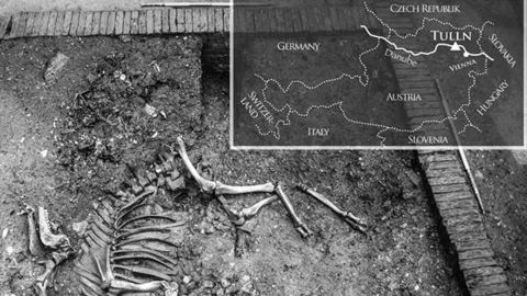 Excavations in the Austrian city of Tulln revealed a complete 17th century camel skeleton.