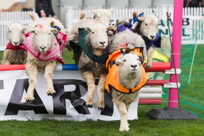 The famous Ascot racecourse hosted the just-for-fun Lamb National at the Prince's Countryside Fund race day last month.