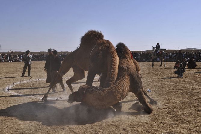 En Turquía, los camellos híbridos Tulu aún son usados en las competencias de "lucha libre de camellos", dijeron los investigadores.   Este deporte también continúa siendo practicado en Afganistán (en la fotografía).   