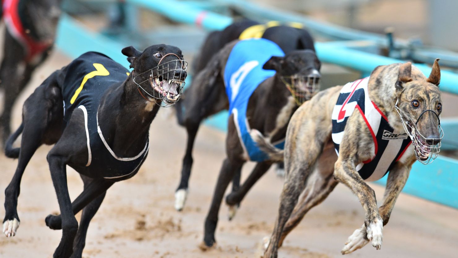 Greyhounds compete at The Meadows track in Melbourne, Australia in February.