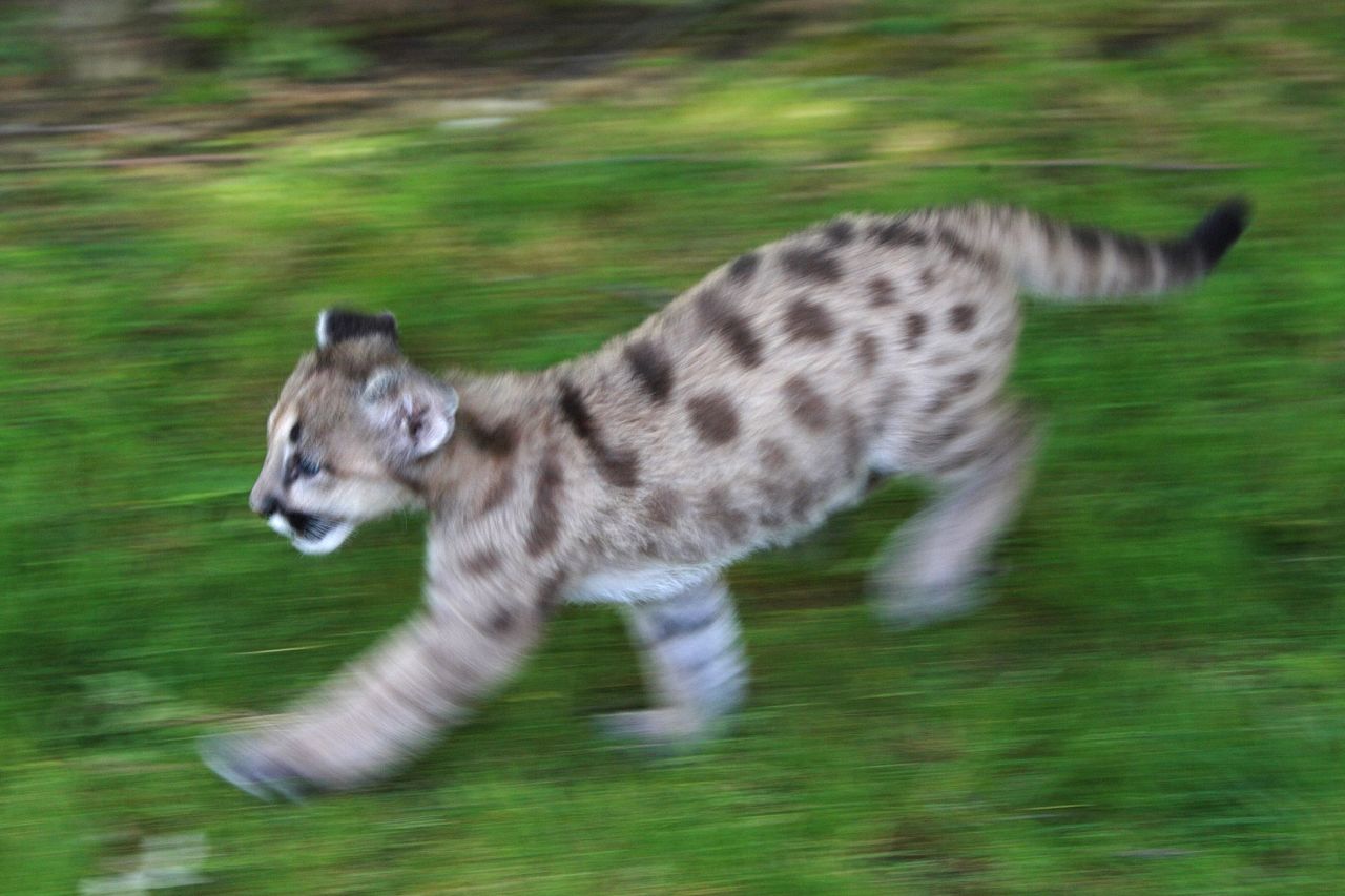 Can animals predict earthquakes? | CNN Business Can animals predict earthquakes? | CNN Business